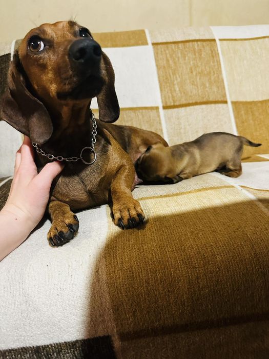 Маленькі таксенята