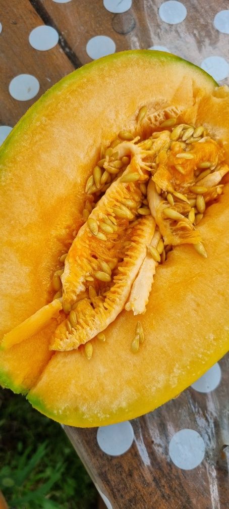 Семена арбуза чарльз грей дыни оранжевой перца астильба