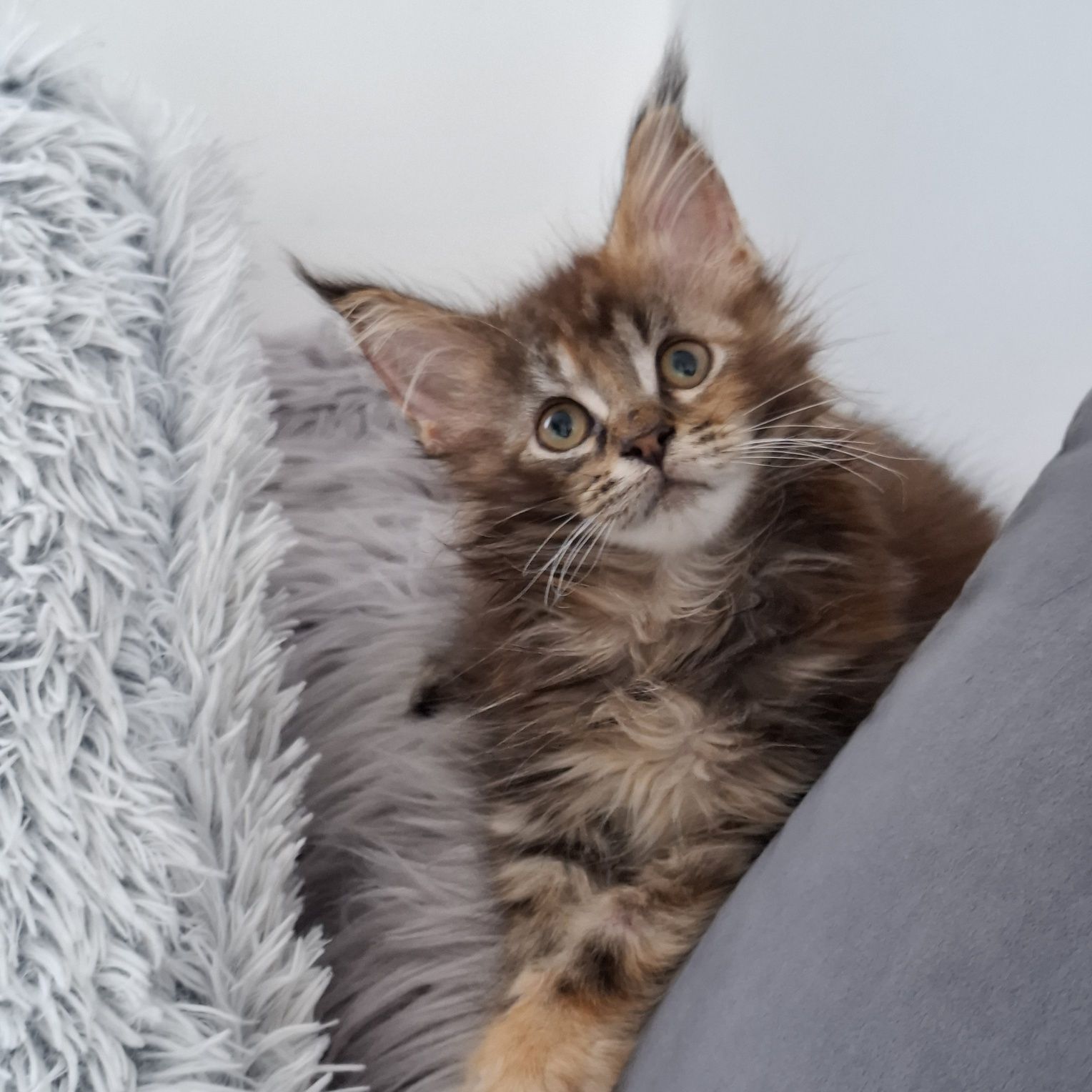 Kotka Maine coon do odbioru