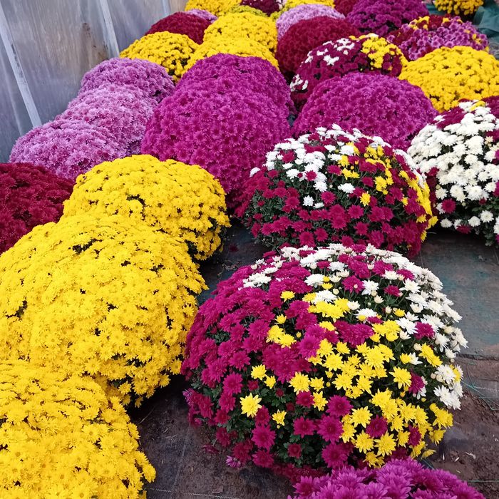 Chryzantemy wielkokwiatowe i drobnokwiatowe