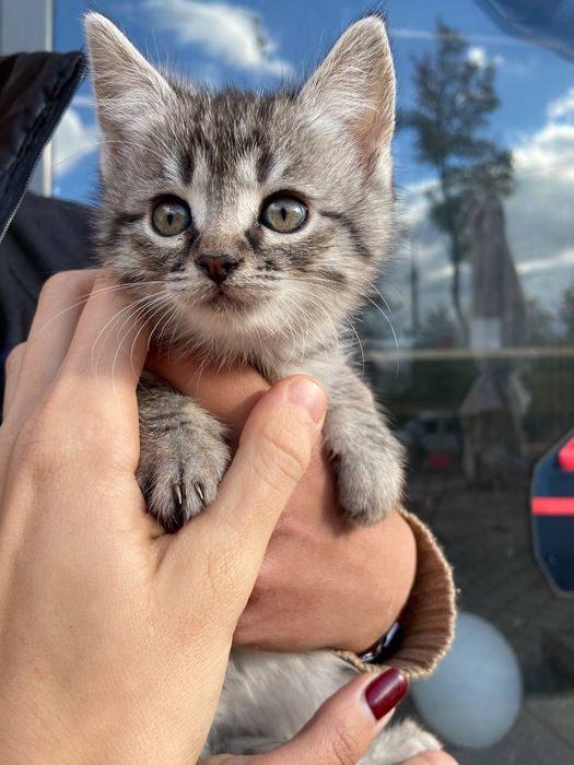 Котенок девочка бесплатно. Кошечка. Котята даром. Кошка.