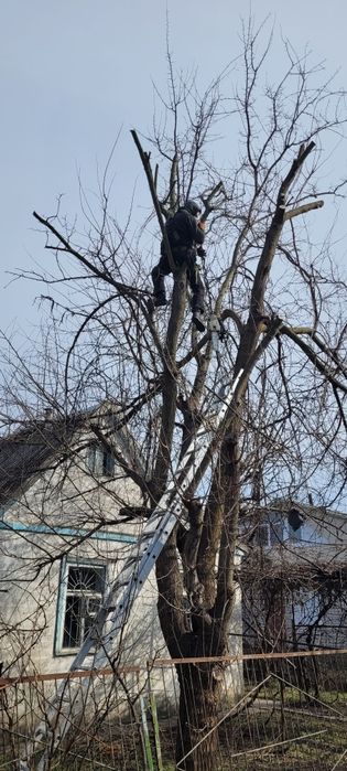 Обрезка плодовых деревьев спил деревьев покос травы