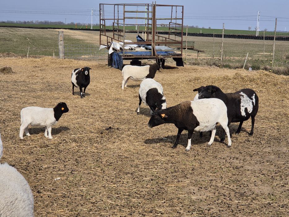 Owce Dorper 50% Baran Dorper 100% z Czech z rodowodem GRATIS!