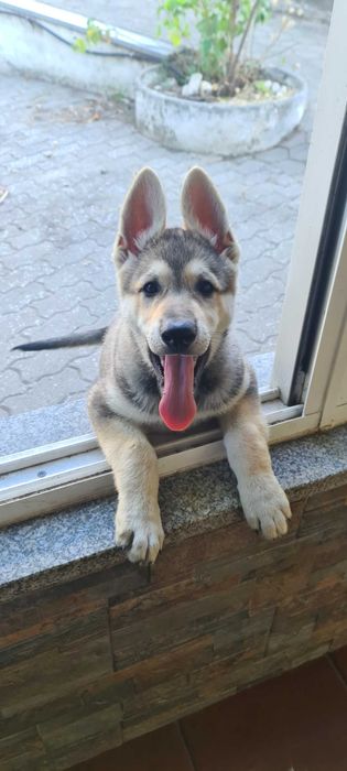 Cão Lobo Checoslovaco.