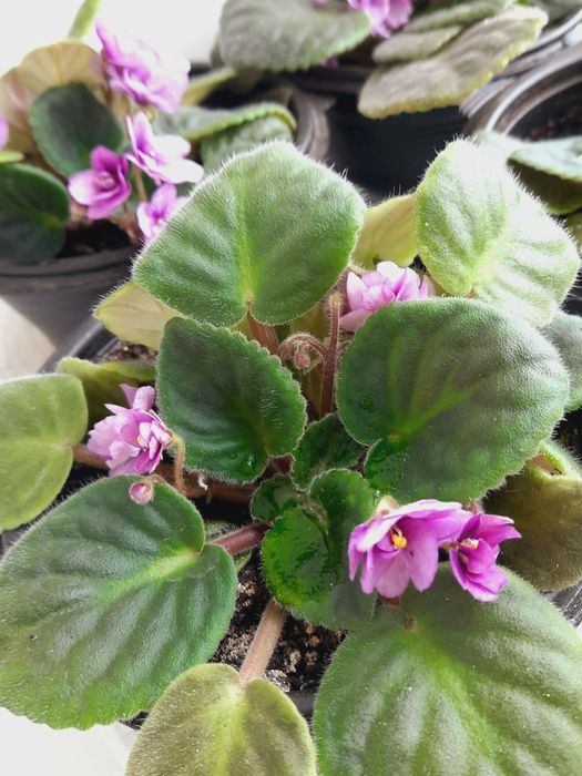 Фіалка ніжно фіолетова, рясно квітує.