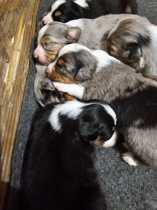 щенки бордео колли КСУ