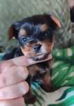 Yorkshire terrier - uroczy chłopczyk!