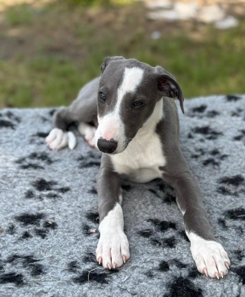 Whippet chart angielski eleganckie pieski