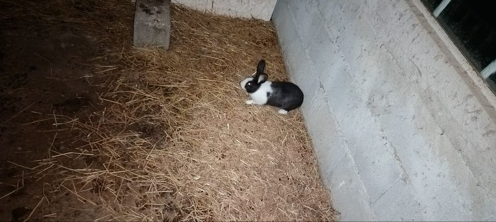 Coelhos para todo tipo. De estimação tb tenho