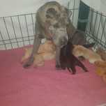 Sharpey femea  bebe