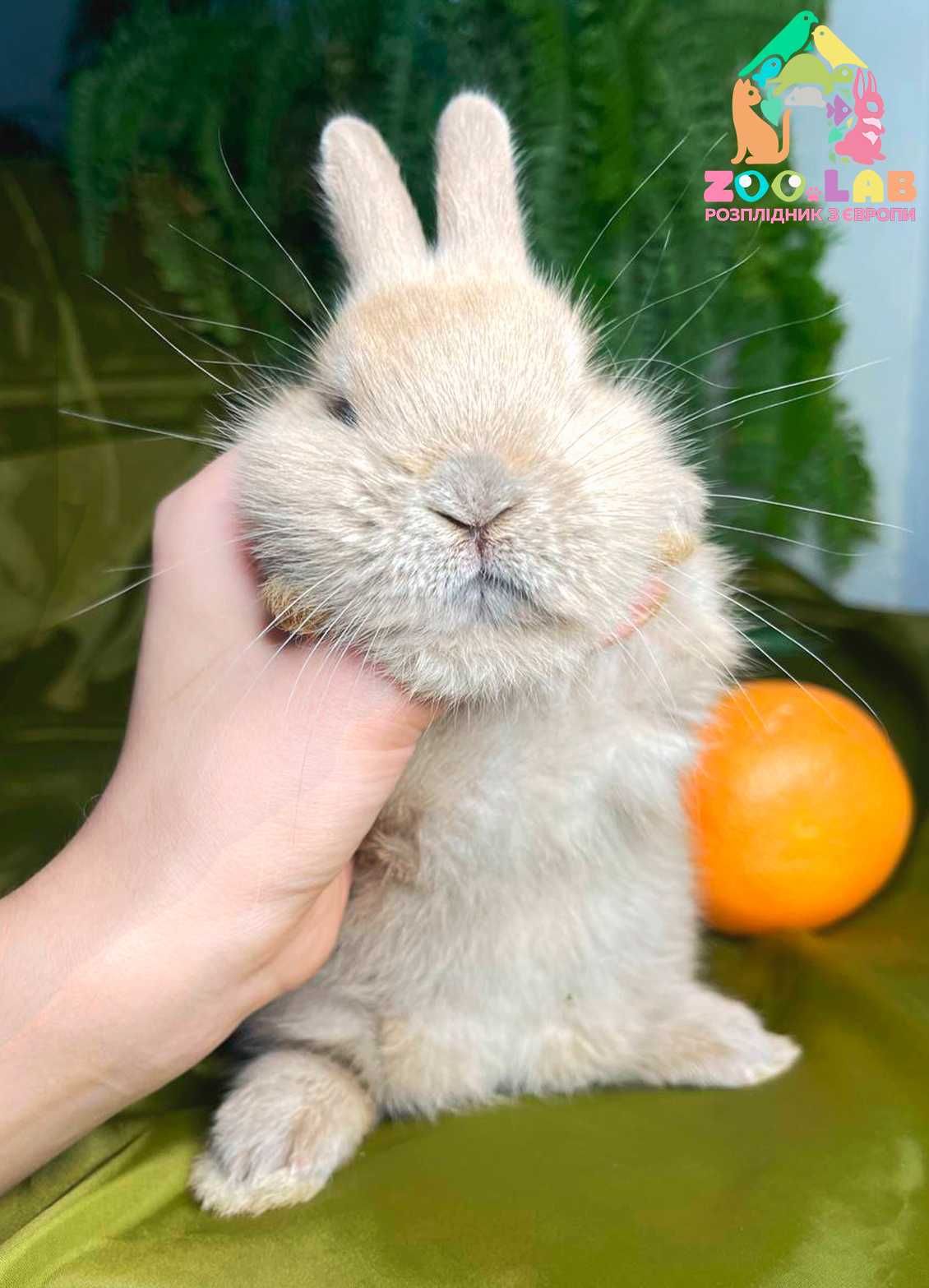 Нідерландський карлик, міні кролик декоративний, карликовий