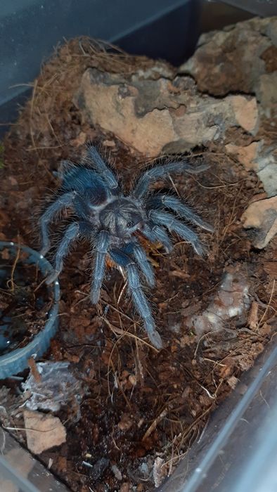 Phormictopus sp. dominikan purple samica l5