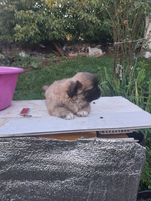 Продам хорошого пекінеса