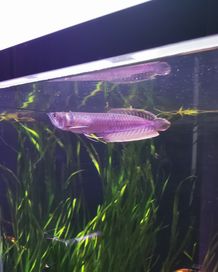 Arowana srebrna akwarium prywatne