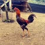 Indio gigante/polaco gigante