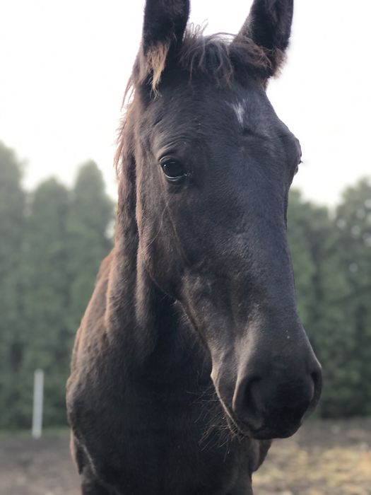 Ogier ogierek śląski kon odsadek