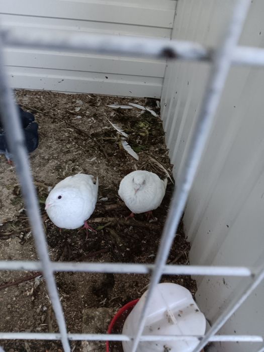 Pombos correios brancos