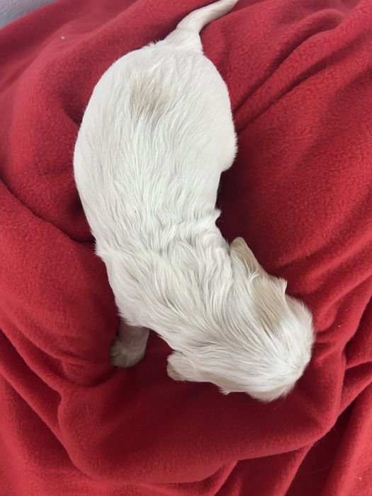 Cocker spaniel angielski