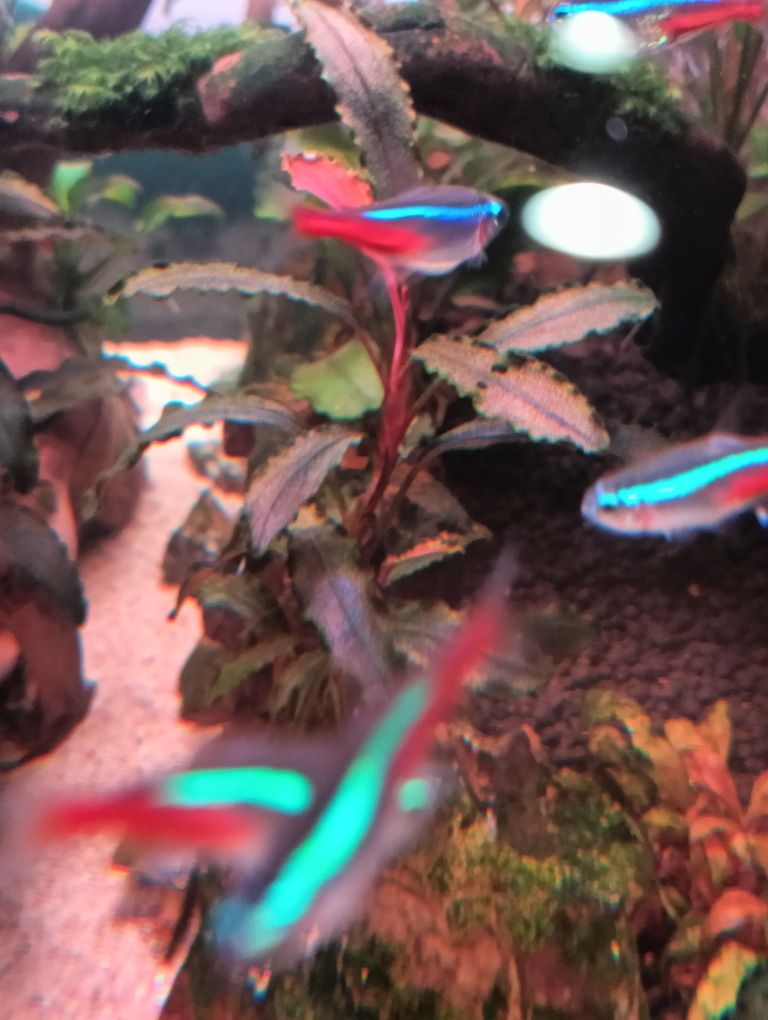 Plantas de Aquario