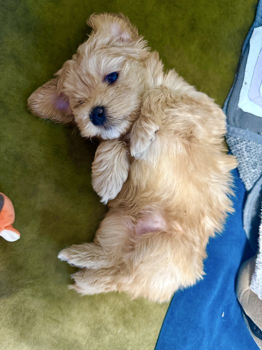 Hawańczyk malutki wyjątkowy szczeniak