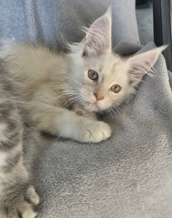 Kremowy srebrzysty kocurek  Maine Coon