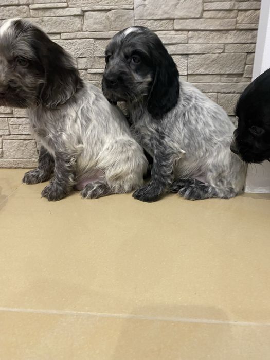 Piękny szczeniaczek cocker spaniel angielski