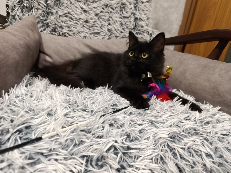 Czarny kot - kot syberyjski - czarny kocurek- rodowód