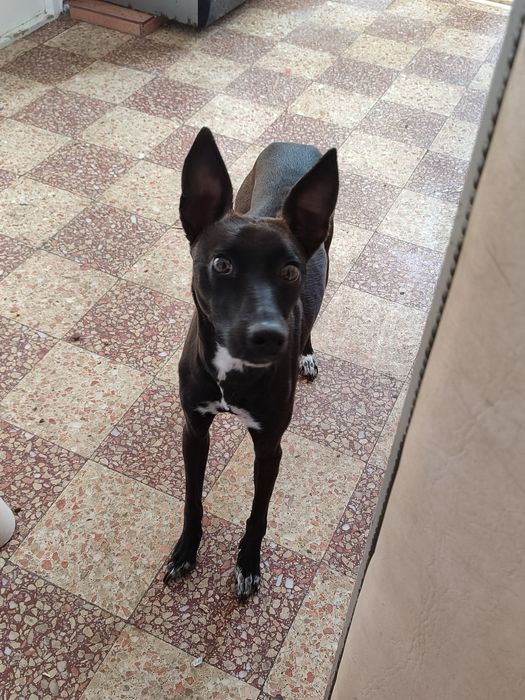 Cadela para adoçao responsavel