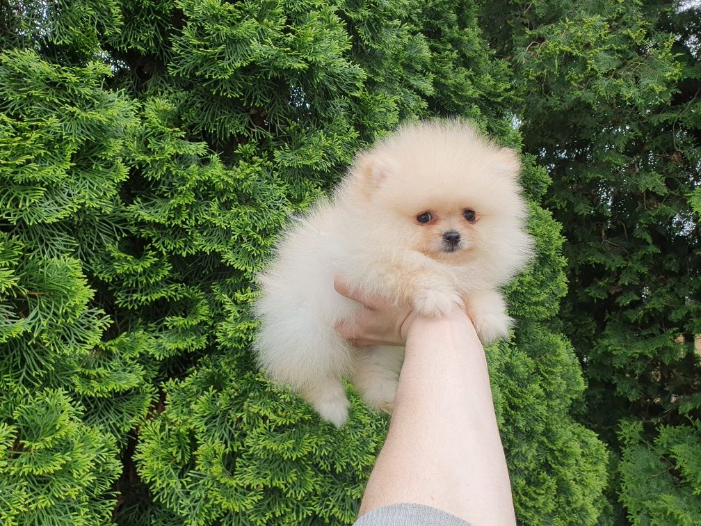 Suczka - Szpic miniaturowy Pomeranian