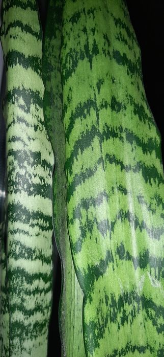 Сансевиерия трифасциата