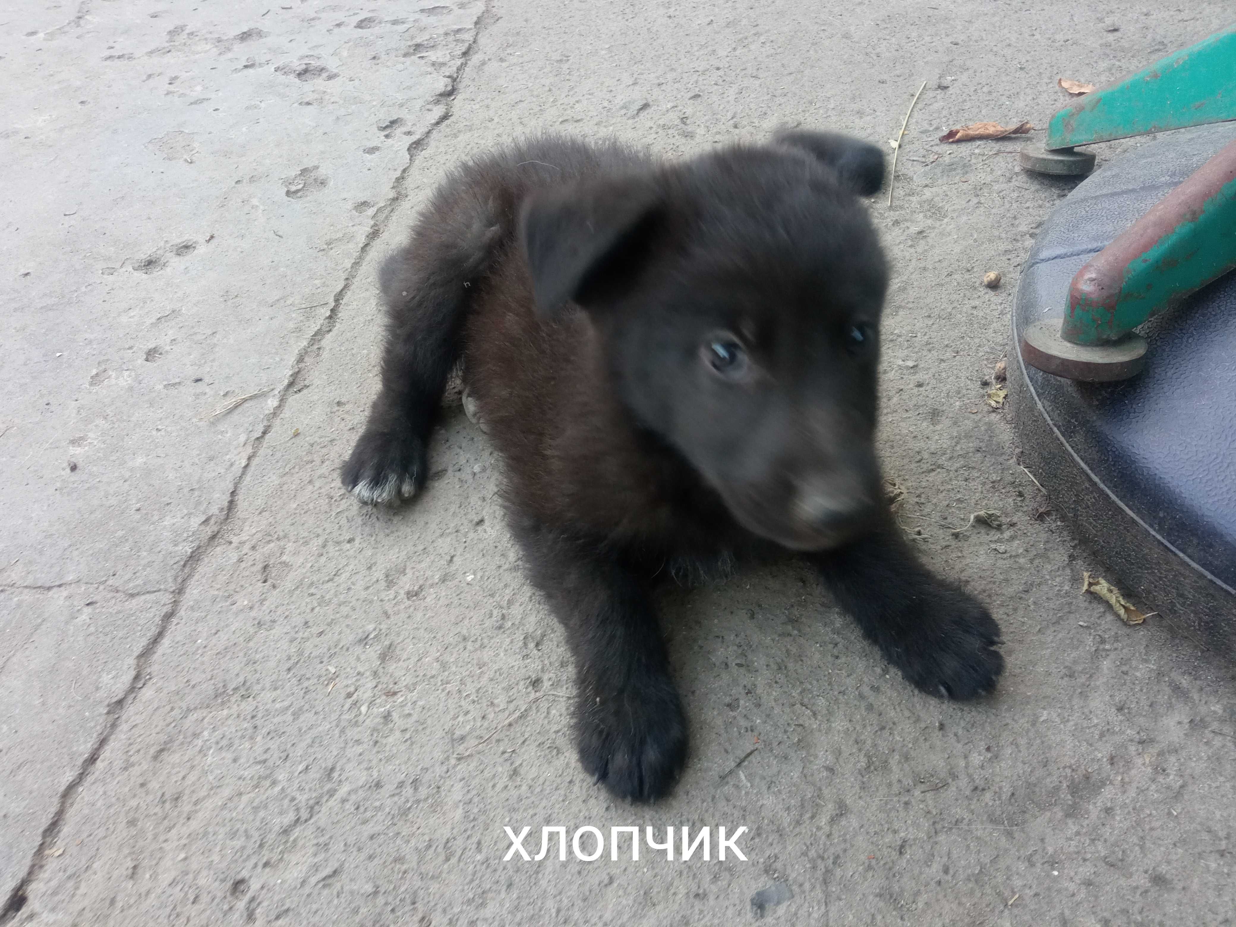 Безкоштовно віддамо цуценят в добрі руки