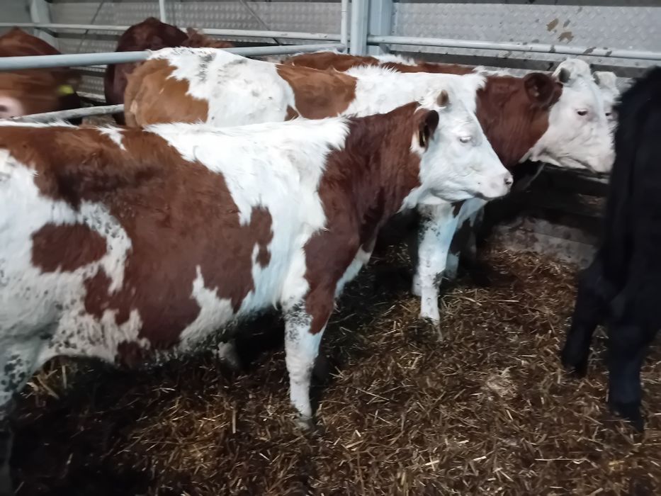 Sprzedam 3 Byki Siwe 5 jałowek simetal 300 kg