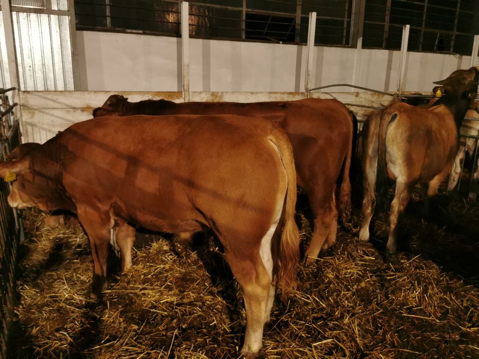 Odsady mięsne limuse Byczki jalowki tanio