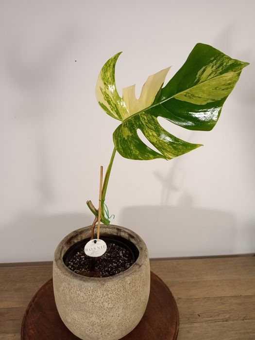 ROŚNIE Monstera marmorata Aurea MA6