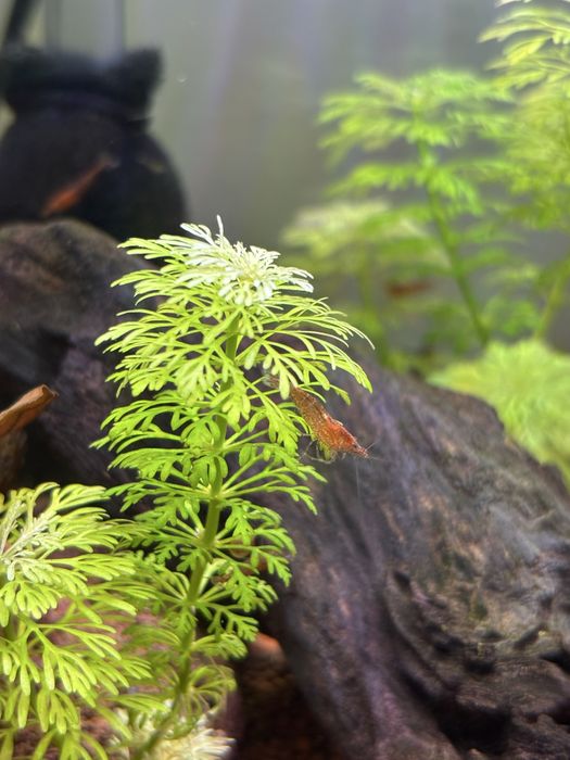 Neocaredina red cherry camaroes