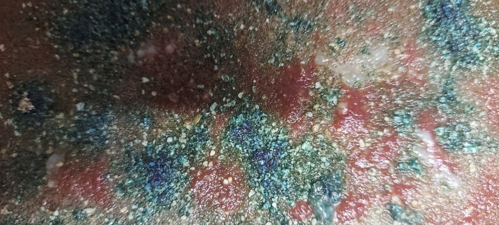 Auloforus hodowla, pojemnik zamykany  zestaw