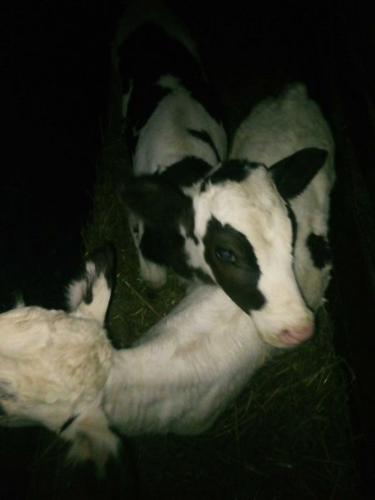 Cielak Jałówka  i Byczek