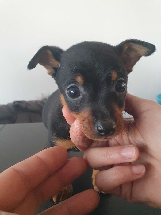 Venda de pincher miniatura machinho