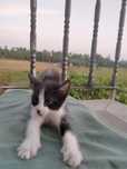 Da se gato 2 meses