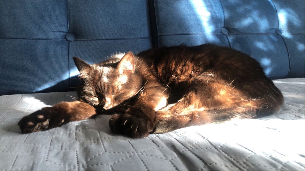 Śliczna Fasolka PILNIE szuka domku!