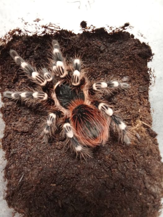 Acanthoscurria geniculata samica Gruby Kocur