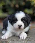 Amerykański owczarek miniaturowy- MAS - Mini Aussie- suczka FCI