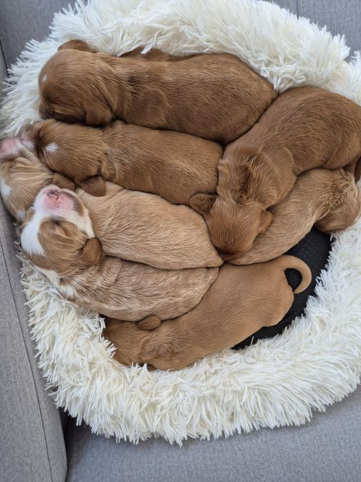 Cockapoo f1 Cocker spaniel & Pudel