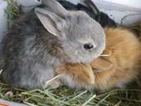 Кролики карликовые крольчата доставка кролик клетка