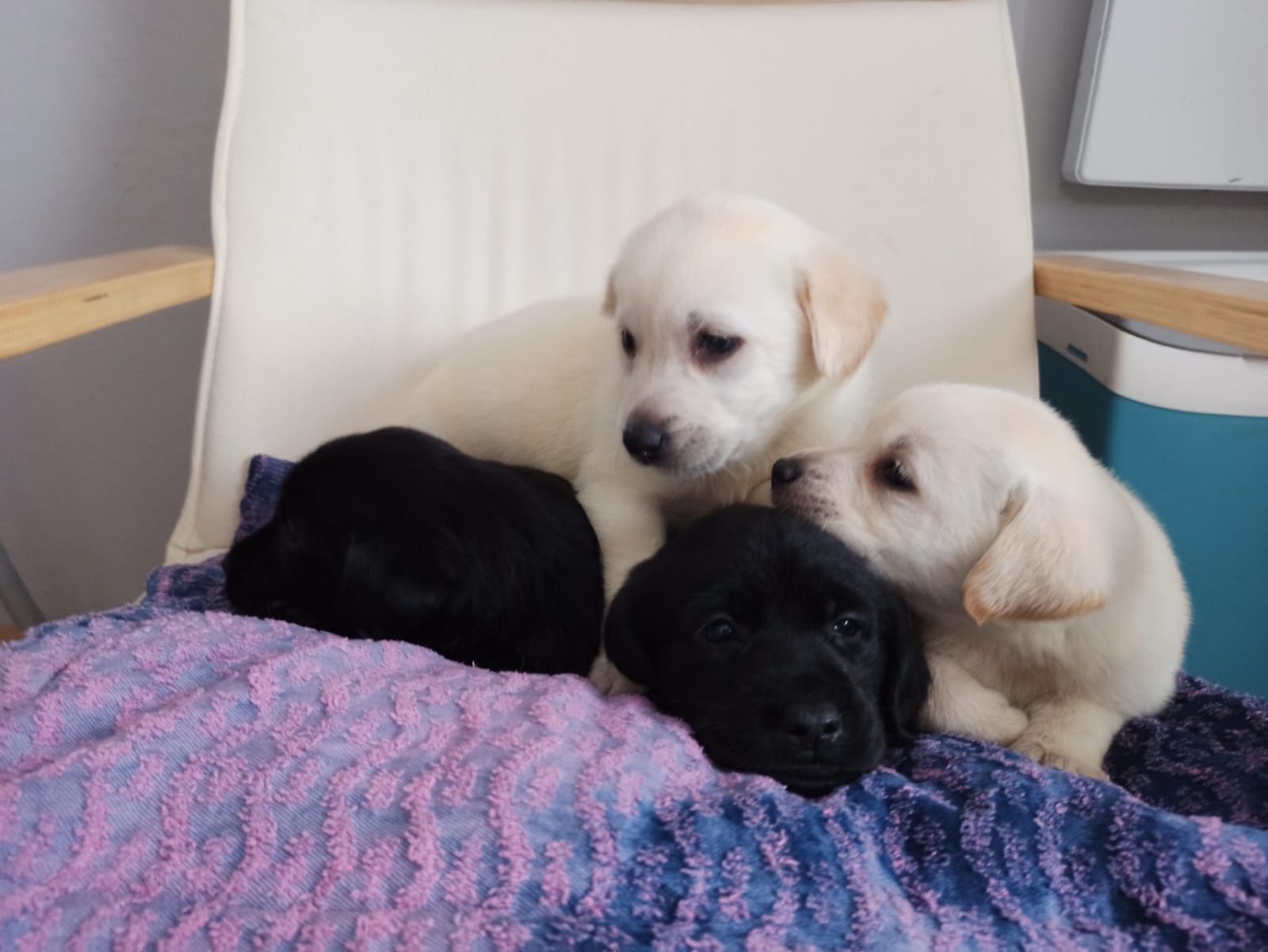 Labrador Retriever Z Rodowodem