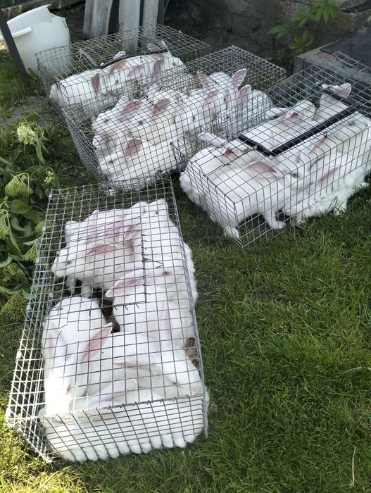 Термонська біла.