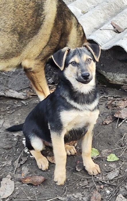 Шенок 3 месяца . Мальчик