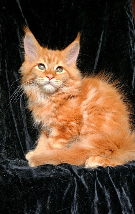 Львенок мальчик мейн кун