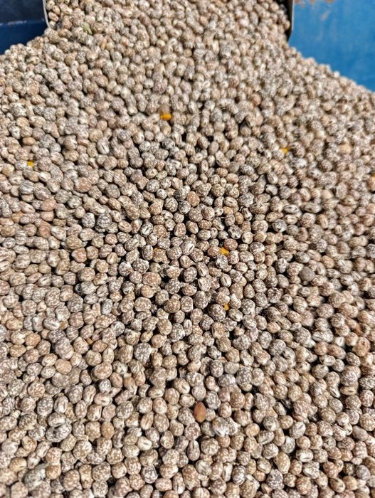 Łubin gorzki czyszczony