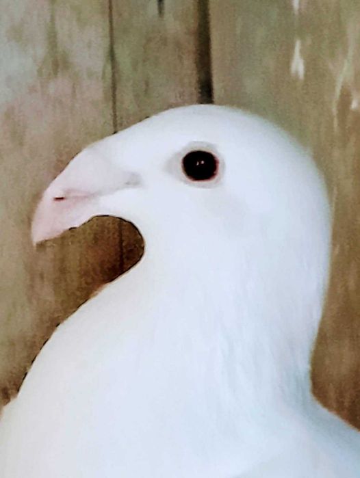 ptaki gołębie rasowe